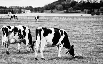 Medical misadventure verdict in tragic death of young Leitrim farmer