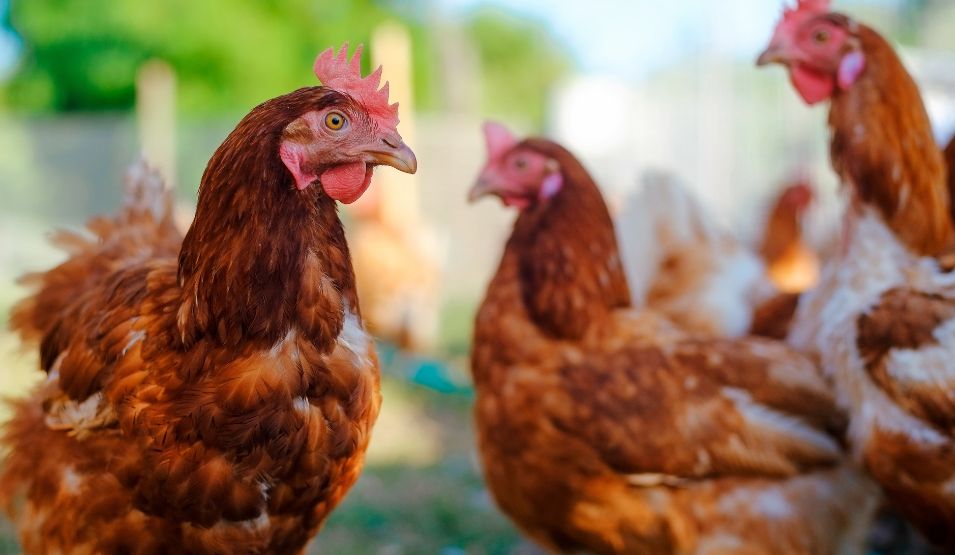 Court makes order quashing permission for Co Mayo poultry farm